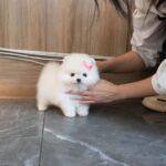 Renracede Pomeranian hvalpe sælges