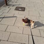 Chihuahua til salg