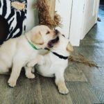 Labrador hvalpe