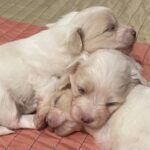 Coton de tulear - bomuldshunde-hvalpe