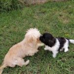 Super kvalitets Havanese hvalpe til rådighed