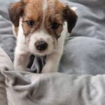 Smukke rene jack Russell hvalpe.
