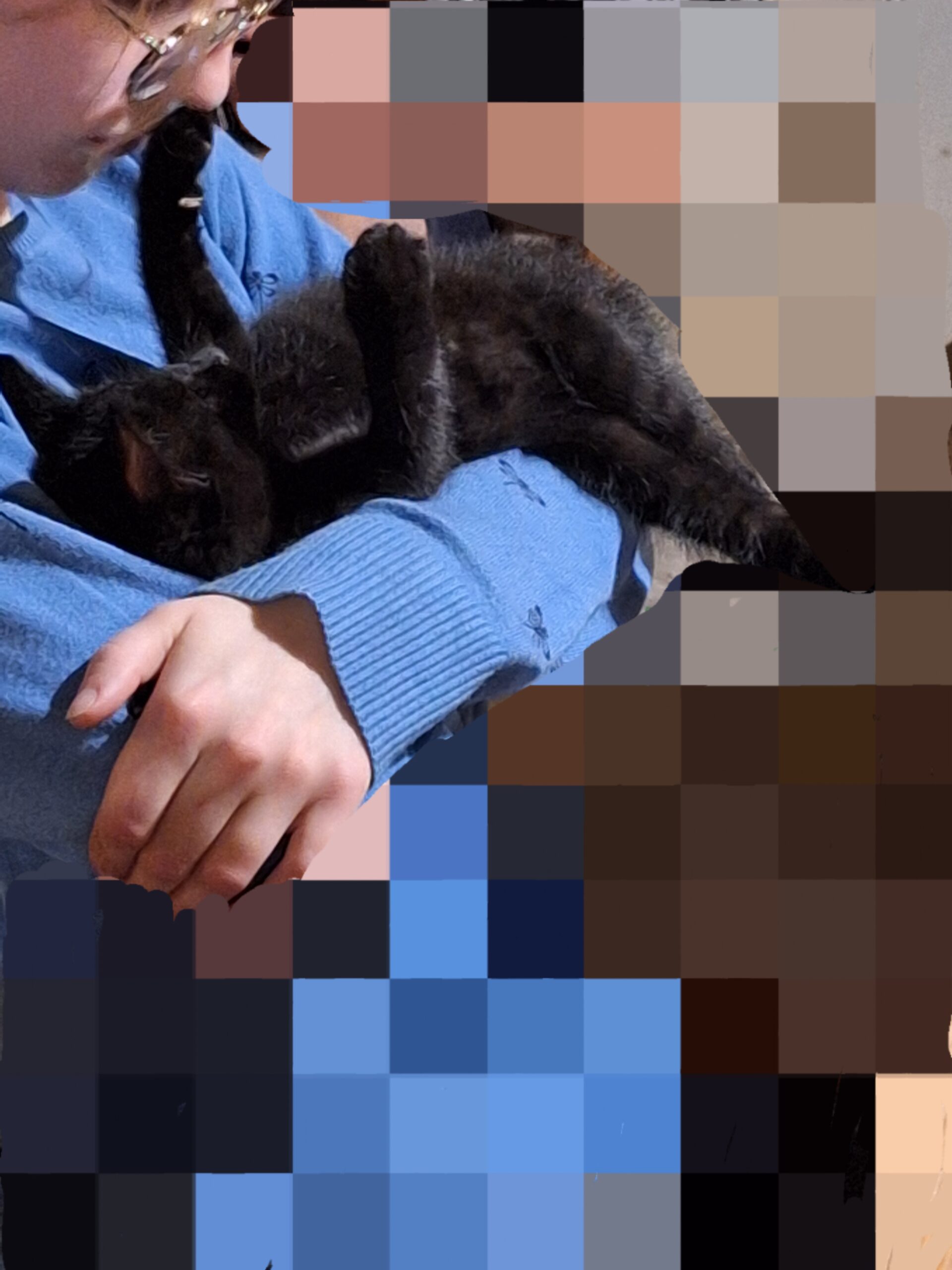 Sort han killing – dyreformidlingen.dk