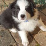 Border collie