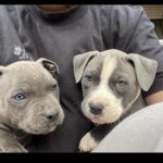 American staffordshire terrier