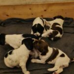ft springer spaniel hvalpe sælges
