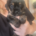 Biewer yorkshire/griffon blanding