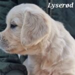 Golden retriever tæve hvalp