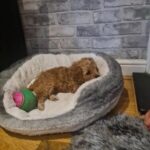 Cavapoo hvalp til adoption salg