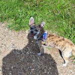 Chihuahua til salg