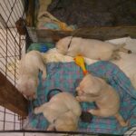 De dejligste golden retriever hvalpe 5 uger (hanner)