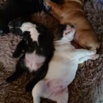 Fransk bulldog hvalpe