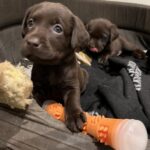 Labrador hvalpe sælges