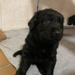 Hvalp Golden retriever/labrador