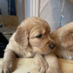 Hvalp Golden retriever/labrador mix
