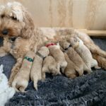 Cockapoo hvalpe