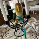 Tam Caique, Han 7 år til sommer 2025