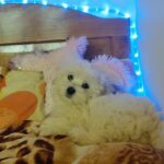 Bichon maltese
