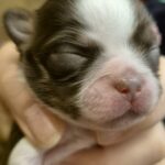 Ægte Chihuahua hvalpe