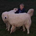 Pyreneer