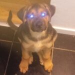 Schæfer/labrador