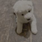 Slædehundehvalpe