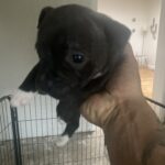Staffoird terrier hvalpe 7 uger