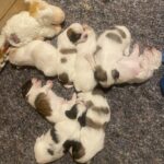 Malteser/Shih Tzu hvalpe til salg