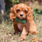 Cavalier King Charles Spaniel