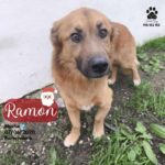 Aller smukkeste Ramon