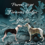 Whippet hvalpe sælges