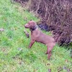 Patterdale Terrier tæve