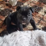 Smukkeste Sorte Old English Bulldog Tæve.