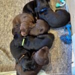 Labrador/Grosse Münsterlænder hvalpe