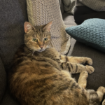 Efterlysning af kat i Middelfart