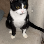 Panda/ tuxedo