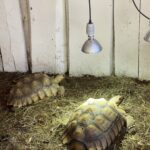 Afrikansk sporeskildpadde han og hun
