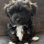 Bichon Havanais hvalp