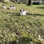 Fineste springer spaniel/Dansk spids-hvalpe