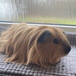 Marsvineunge Cali