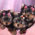 Yndig Yorkshire Terrier