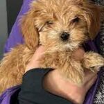 Fantastisk Rees cavapoo hvalp hun