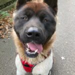 Amerikansk Akita Han