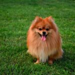 lille voksen hund købes
