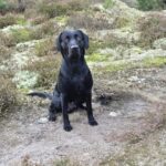 FT labrador han omplacering