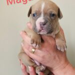 American bully