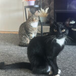 En kat