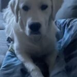 Golden Retriver hvalp 8 måneder