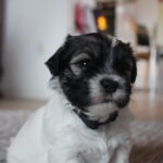 Allergivenlige Shih Tzu blandings hundehvalpe