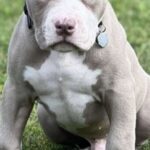 XXL bully hvalpe